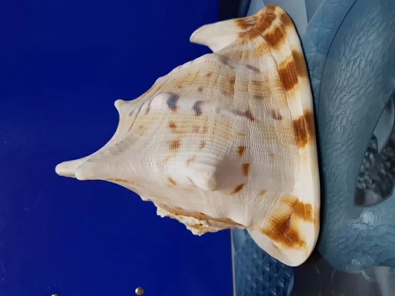 Ракушка Cassis connuta 3