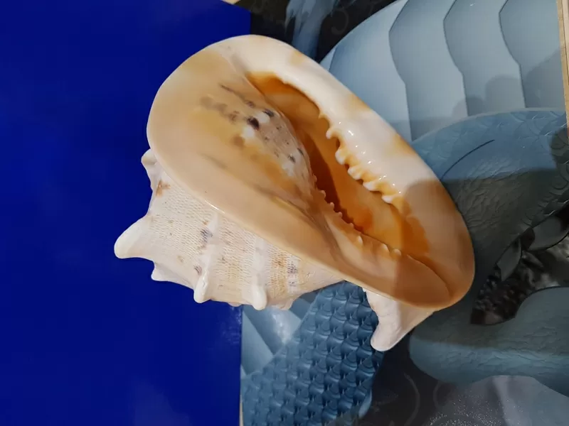 Ракушка Cassis connuta 7