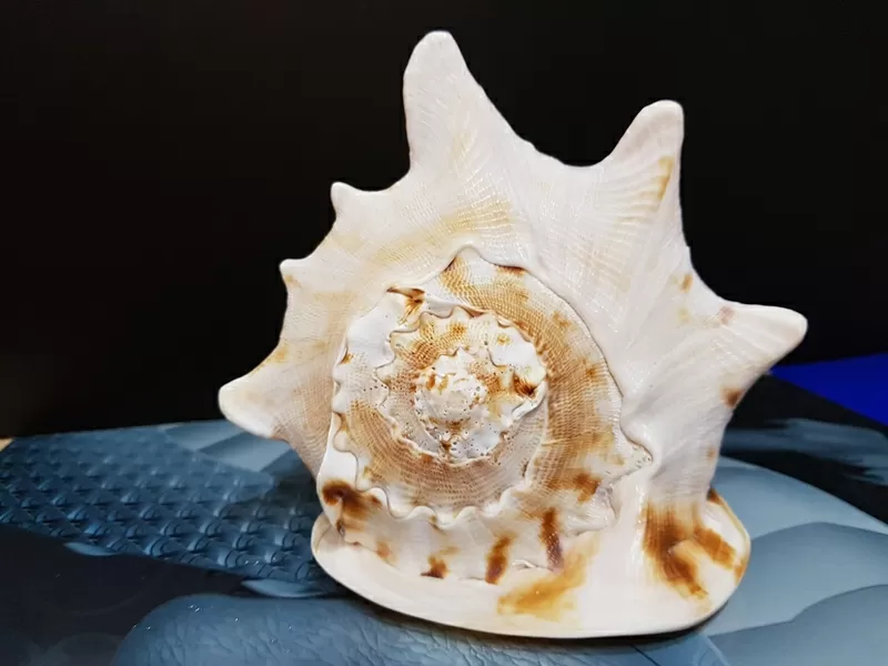 Ракушка Cassis connuta 8