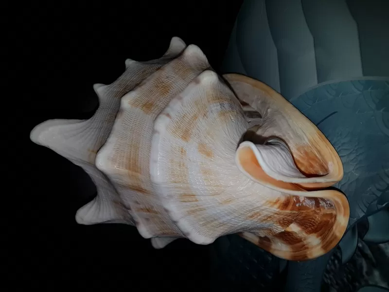 Ракушка Cassis connuta 5