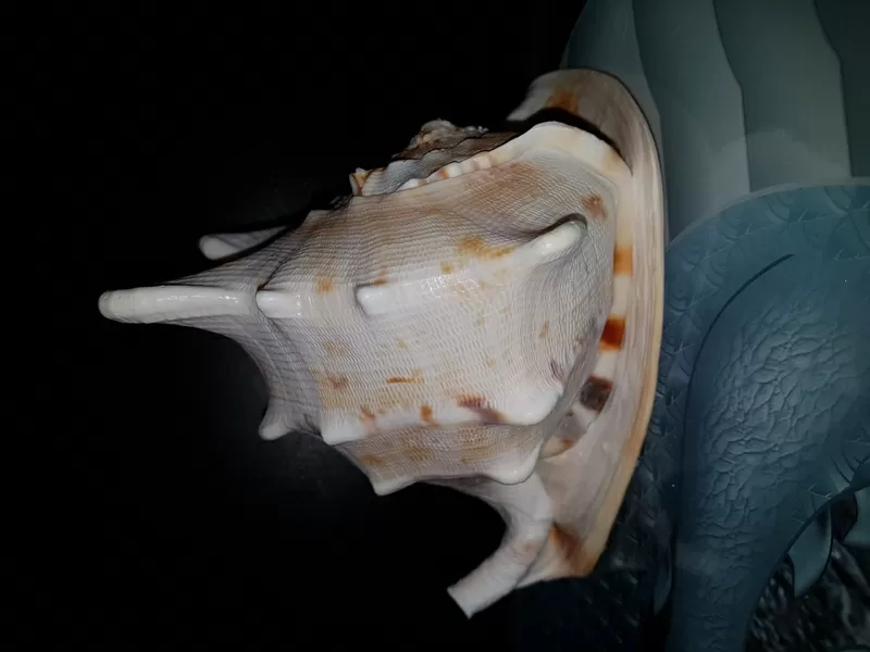 Ракушка Cassis connuta 6