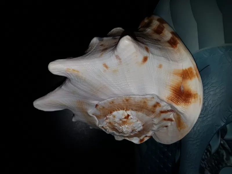 Ракушка Cassis connuta 2