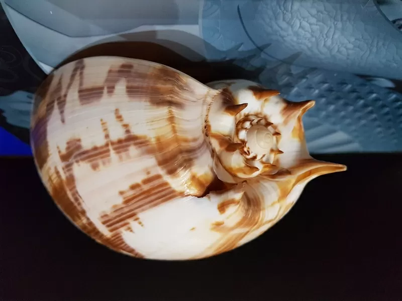 Ракушка Imperial Volute 7