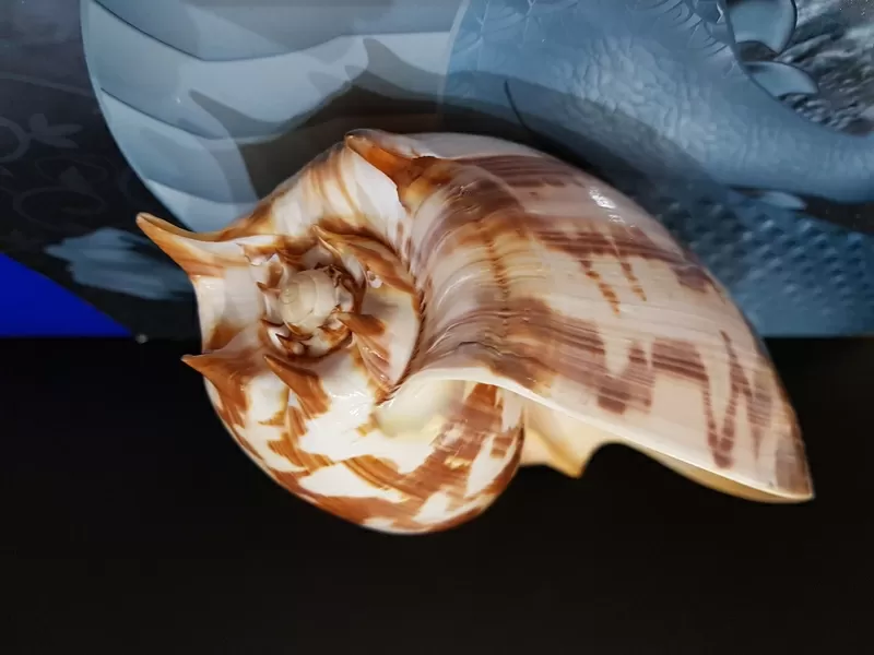 Ракушка Imperial Volute 8