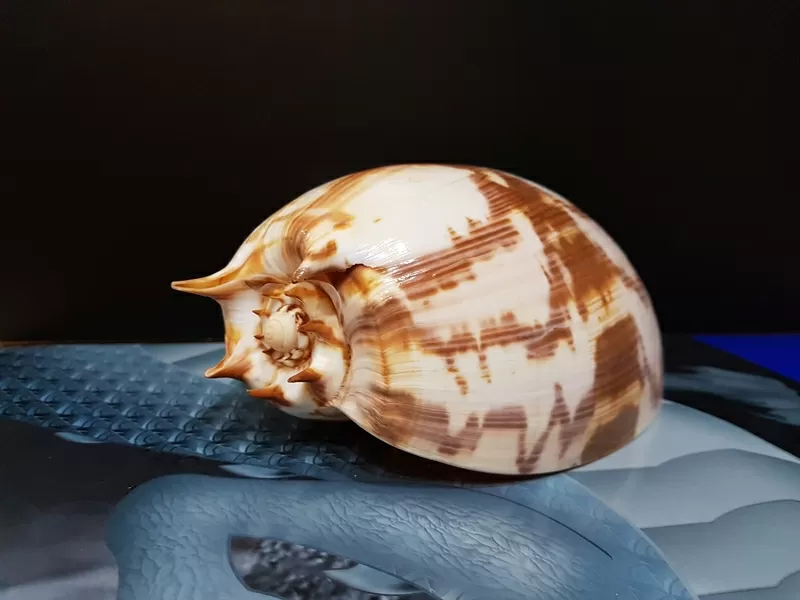 Ракушка Imperial Volute 4