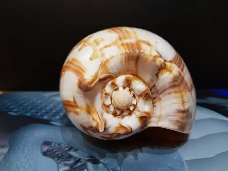 Ракушка Imperial Volute 3