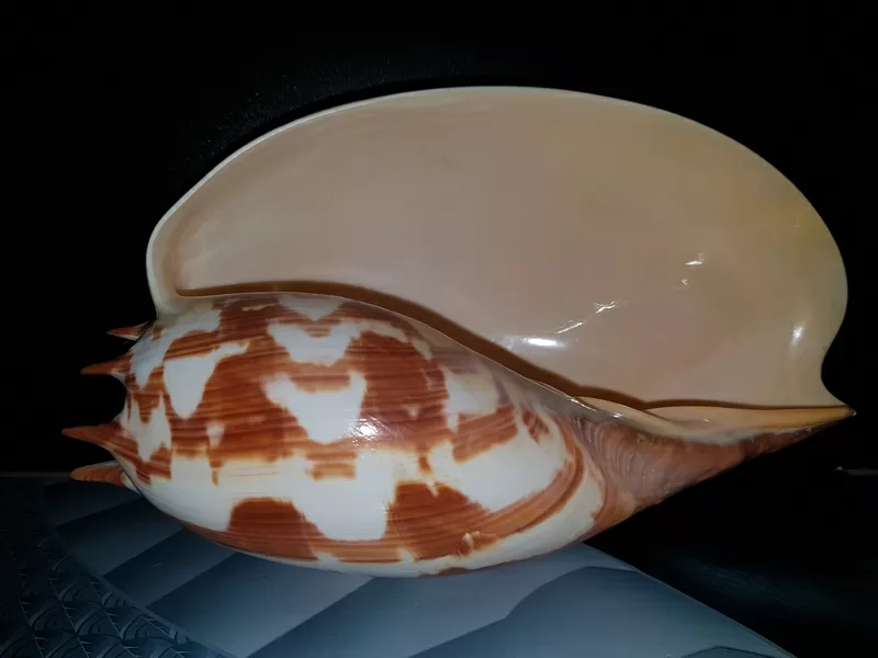 Ракушка Imperial Volute 2