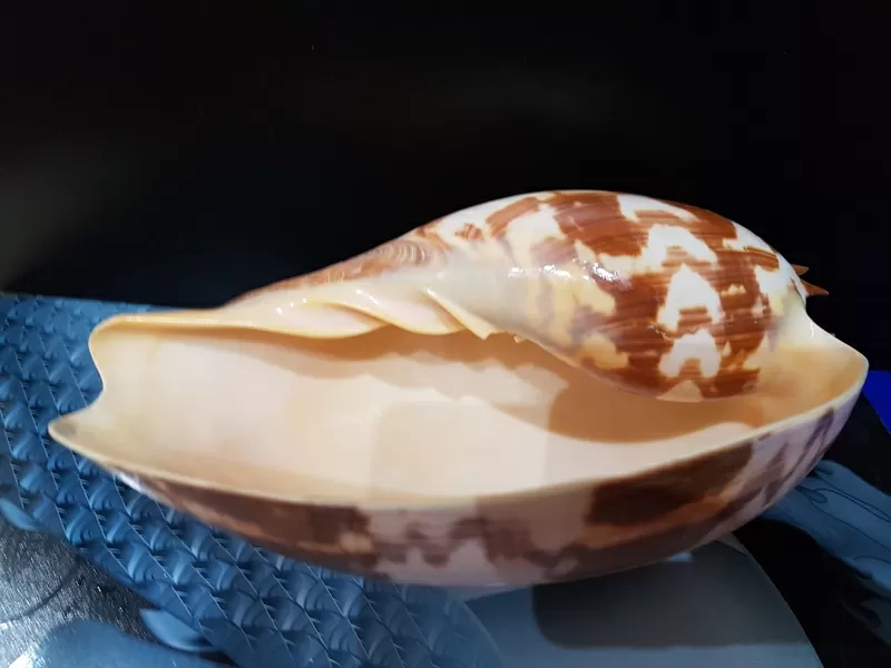 Ракушка Imperial Volute 5