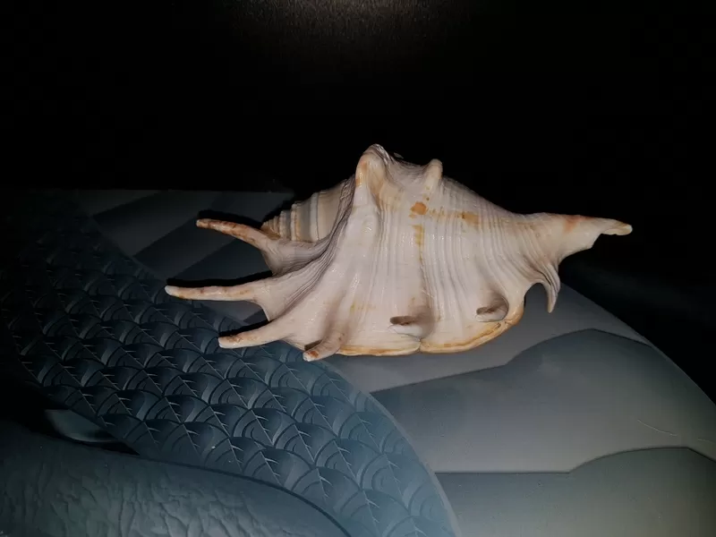 Ракушки Lambis  для интерьера или аквариума 4