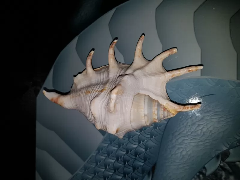 Ракушки Lambis  для интерьера или аквариума 3