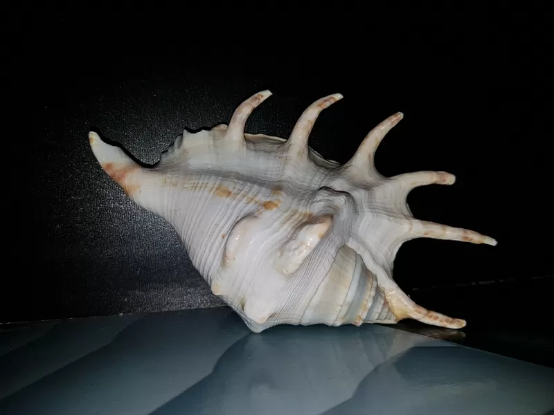 Ракушки Lambis  для интерьера или аквариума