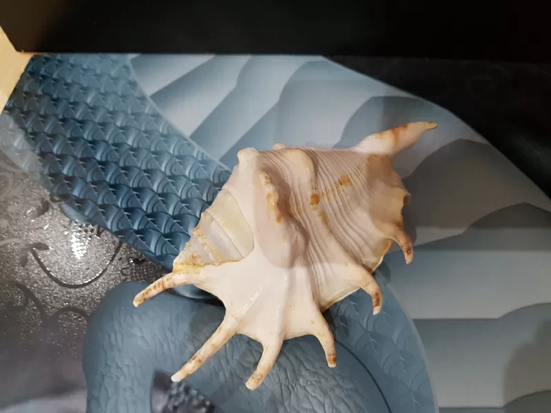 Ракушки Lambis  для интерьера или аквариума 2