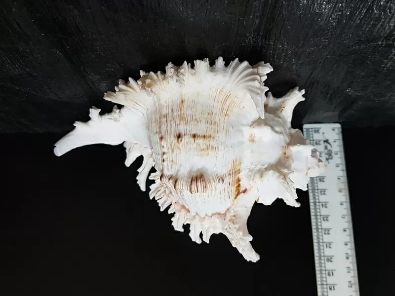 Ракушка Murex Ramsus 8