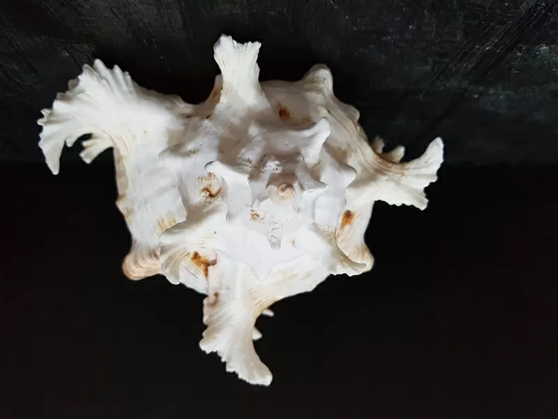 Ракушка Murex Ramsus 5