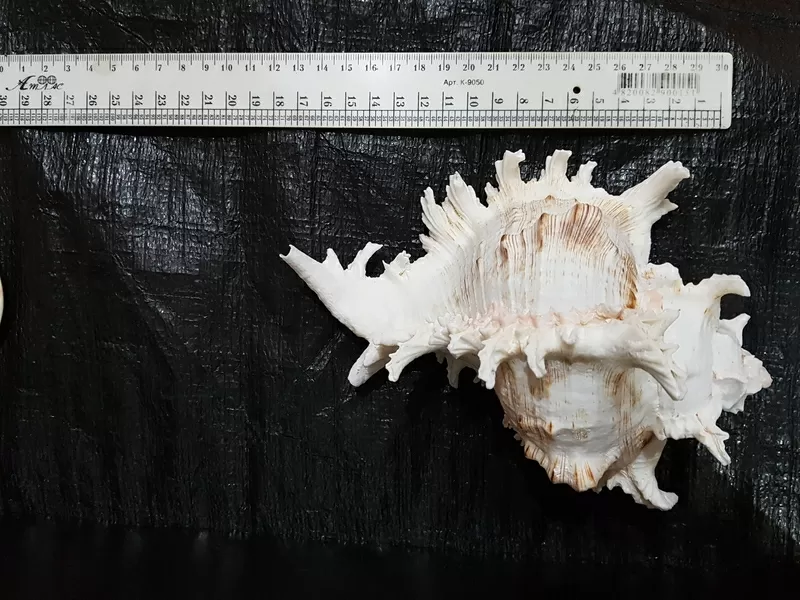 Ракушка Murex Ramsus 6