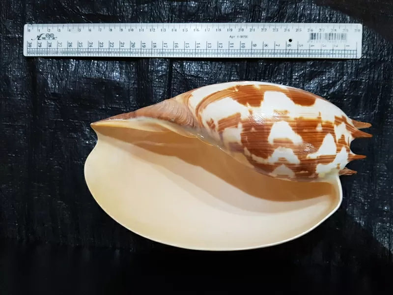 Ракушка Imperial Volute 6