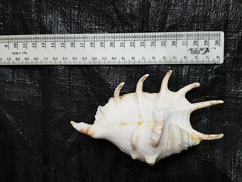 Ракушки Lambis  для интерьера или аквариума 6