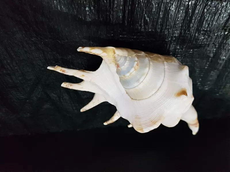 Ракушки Lambis  для интерьера или аквариума 5