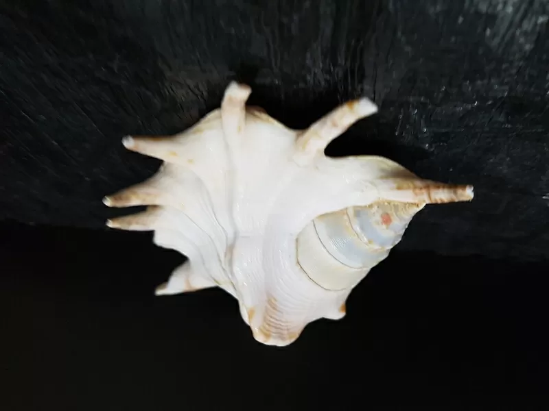 Ракушки Lambis  для интерьера или аквариума 7