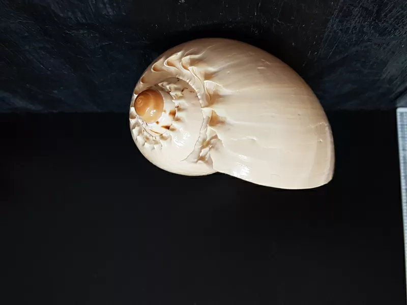 Ракушка Melo Diadema 6