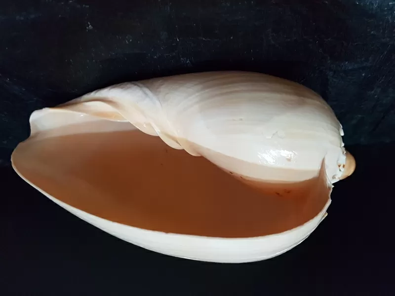 Ракушка Melo Diadema 3