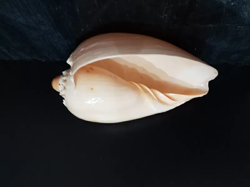 Ракушка Melo Diadema 2