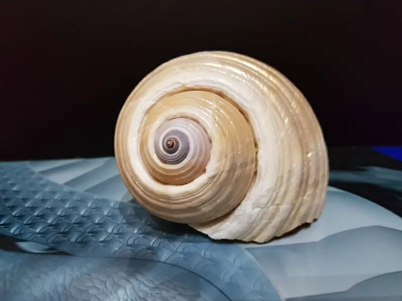 Морские ракушки/чарiвнi мушлi 8