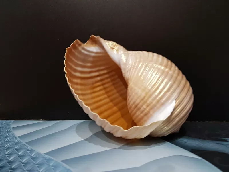 Морские ракушки/чарiвнi мушлi 9