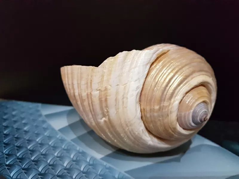 Морские ракушки/чарiвнi мушлi 6