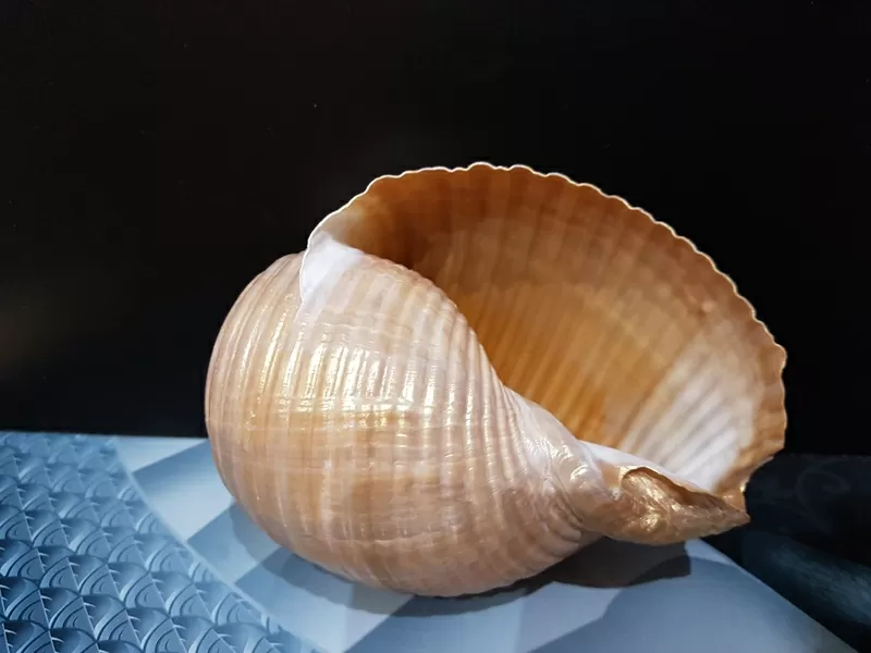 Морские ракушки/чарiвнi мушлi 7