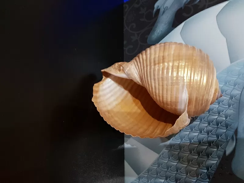 Морские ракушки/чарiвнi мушлi 4