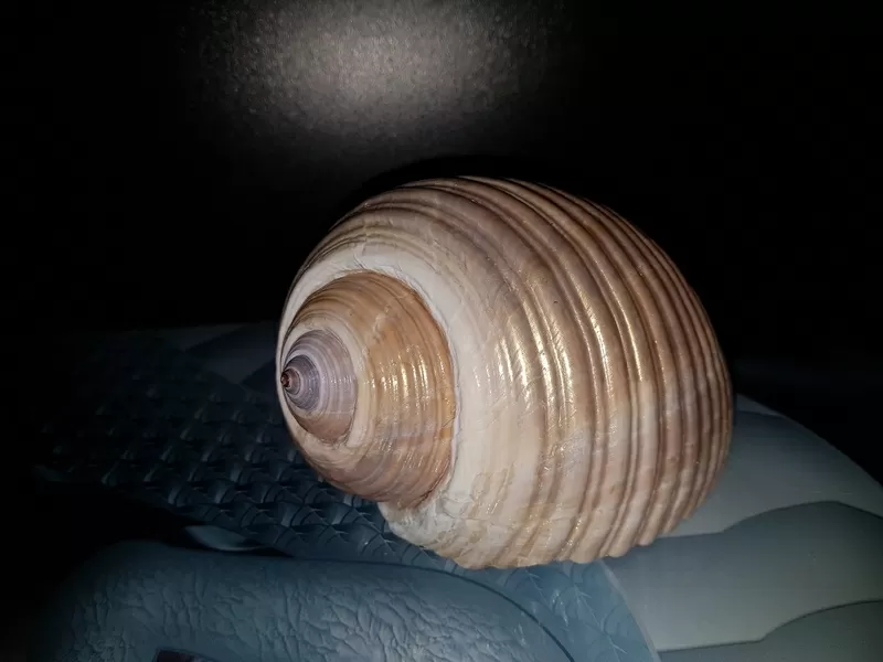 Морские ракушки/чарiвнi мушлi 5