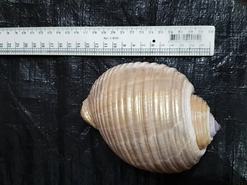 Морские ракушки/чарiвнi мушлi