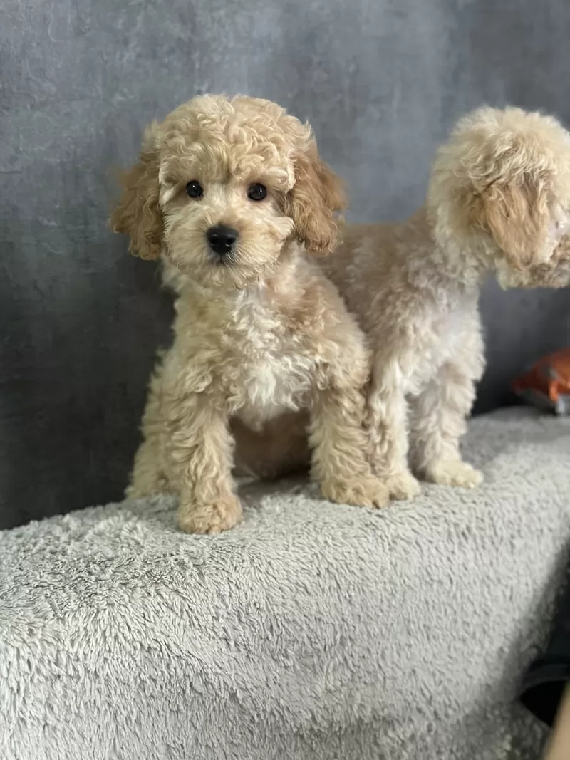 Нежные Щенки мальтипу  3