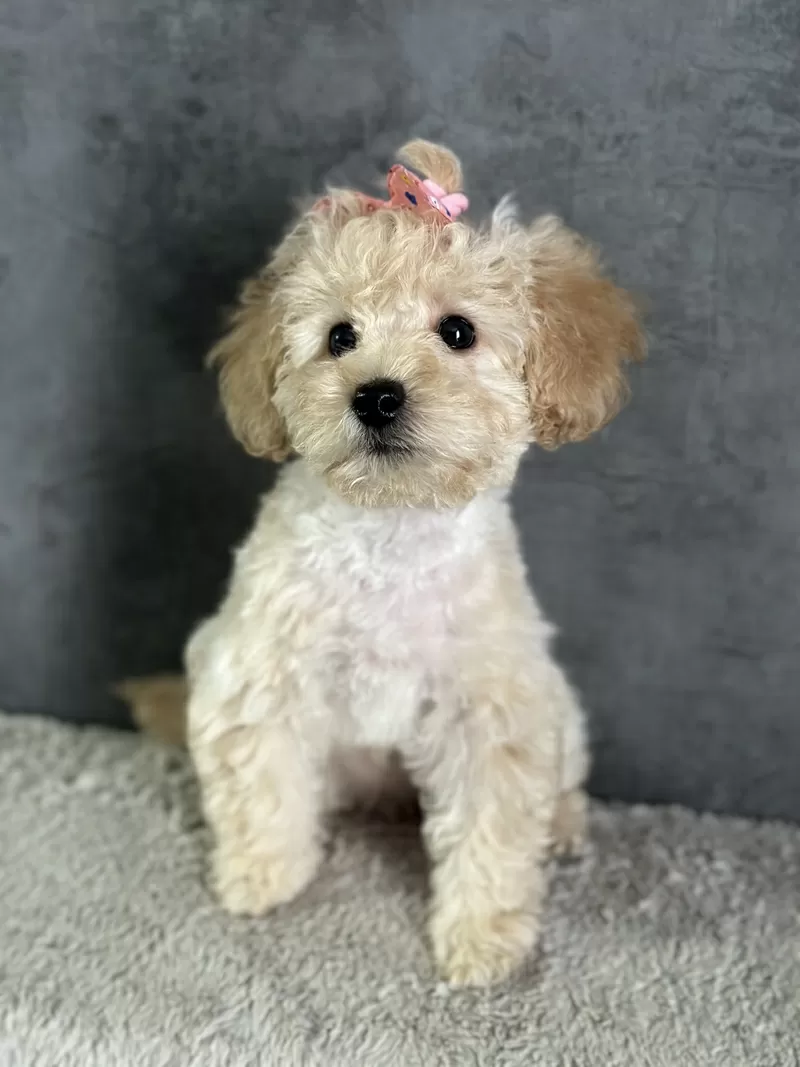 Нежные Щенки мальтипу  4