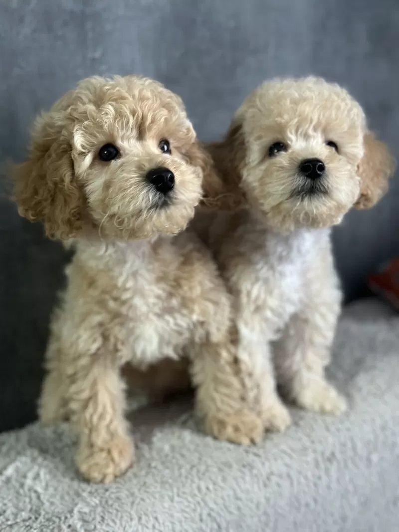 Нежные Щенки мальтипу  2