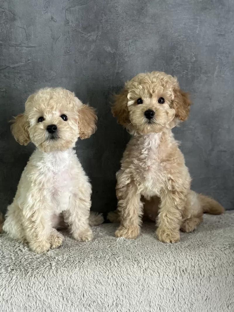 Нежные Щенки мальтипу  5