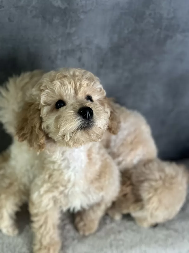 Нежные Щенки мальтипу 