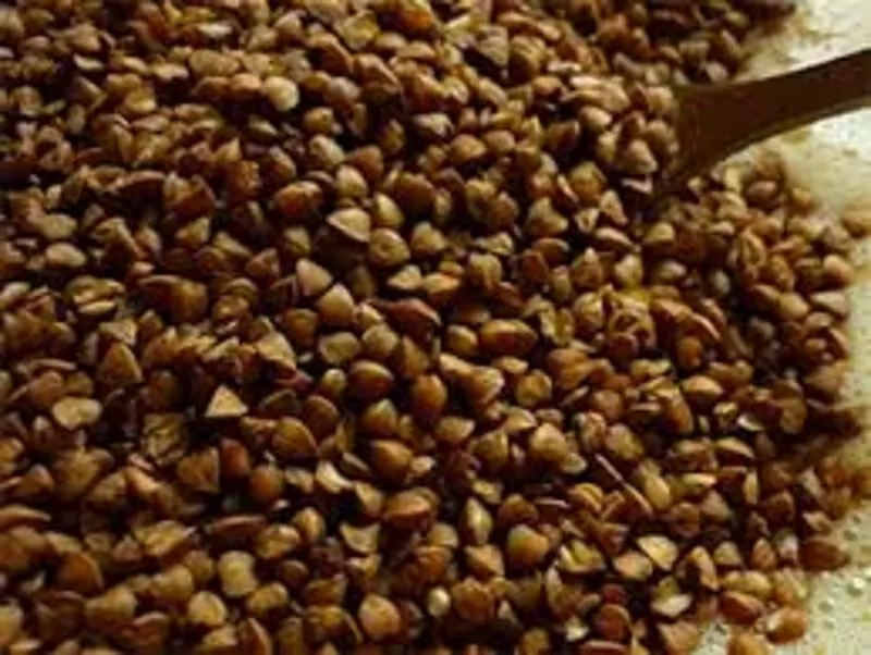 Насіння гречки. Очищене,  каліброване,  готове до посіву