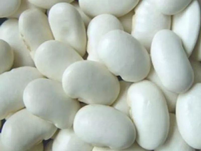 Квасоля в асортименті. Постачання гуртом