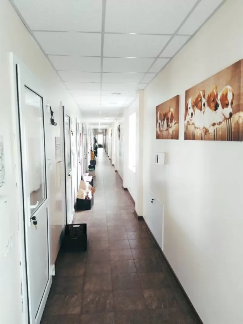 Готель для тварин з послугами грумінгу на Хуторській  5