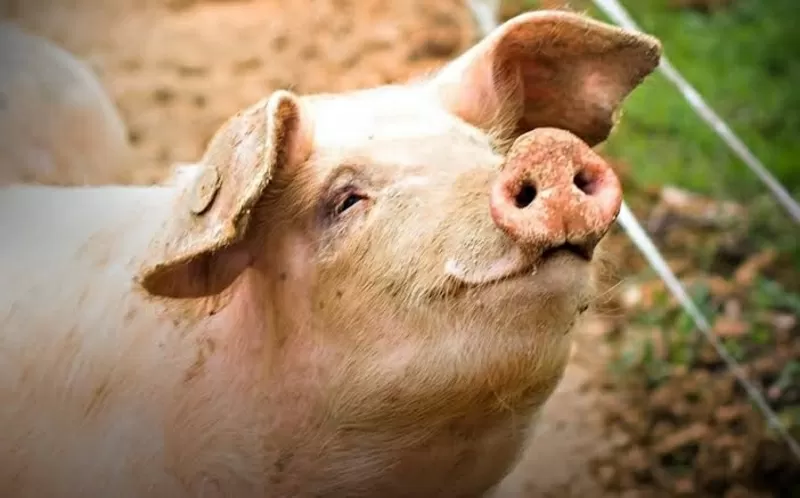 Куплю свині,  свиноматки