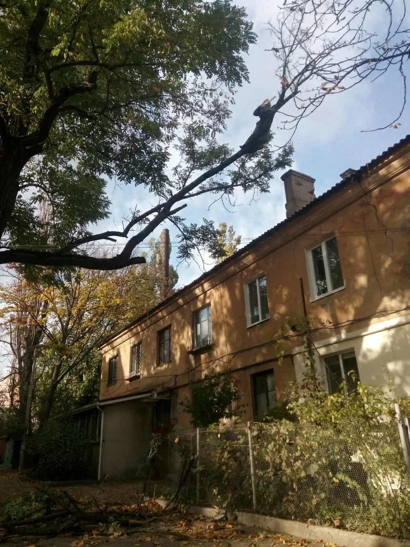 Спилим обрежем деревья,  удалим поросли 4