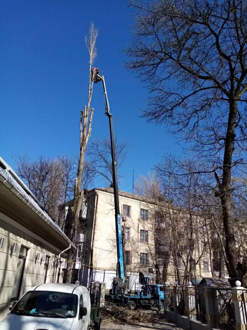 Спилим обрежем деревья,  удалим поросли 2