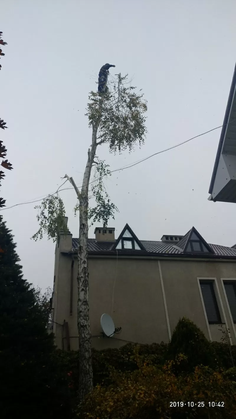 Спилим обрежем деревья,  удалим поросли 5