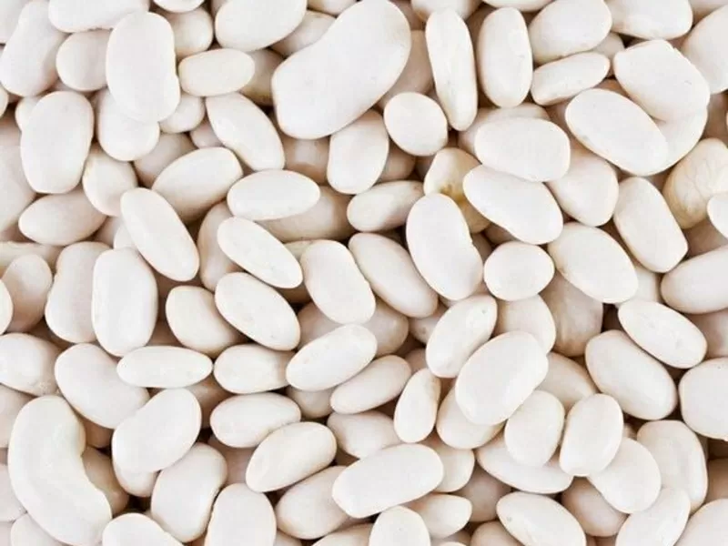 Сортова квасоля гуртом. В асортименті більше 20 сортів