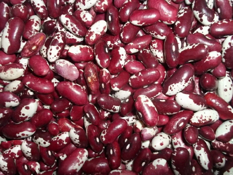 Квасоля на продаж. Відбірні, перевірені сорти