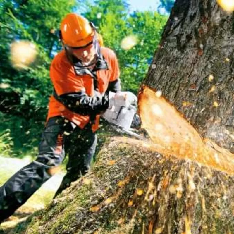  Спил дерева,  покос травы ,  расчистка участков вывоз мусора 2