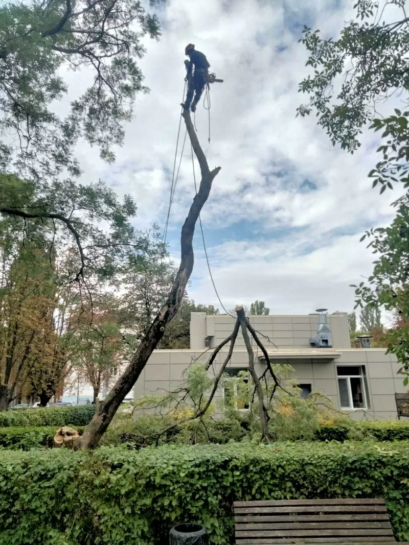  Спил дерева,  покос травы ,  расчистка участков вывоз мусора