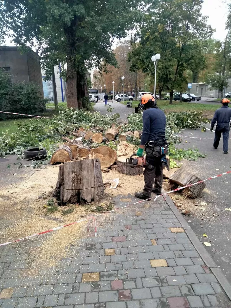 Корчевание пней, обрезка деревьев, сада, спил дерев, уборка участка Одеса 2